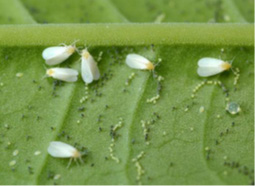Ցիտրուսային սպիտակաթևիկ (Dialeurodes citri Ashm.)