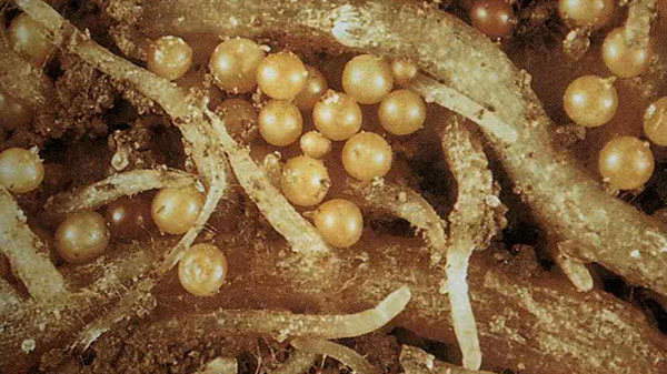 Կարտոֆիլի ոսկեփայլ նեմատոդ (Globodera rostochiensis)